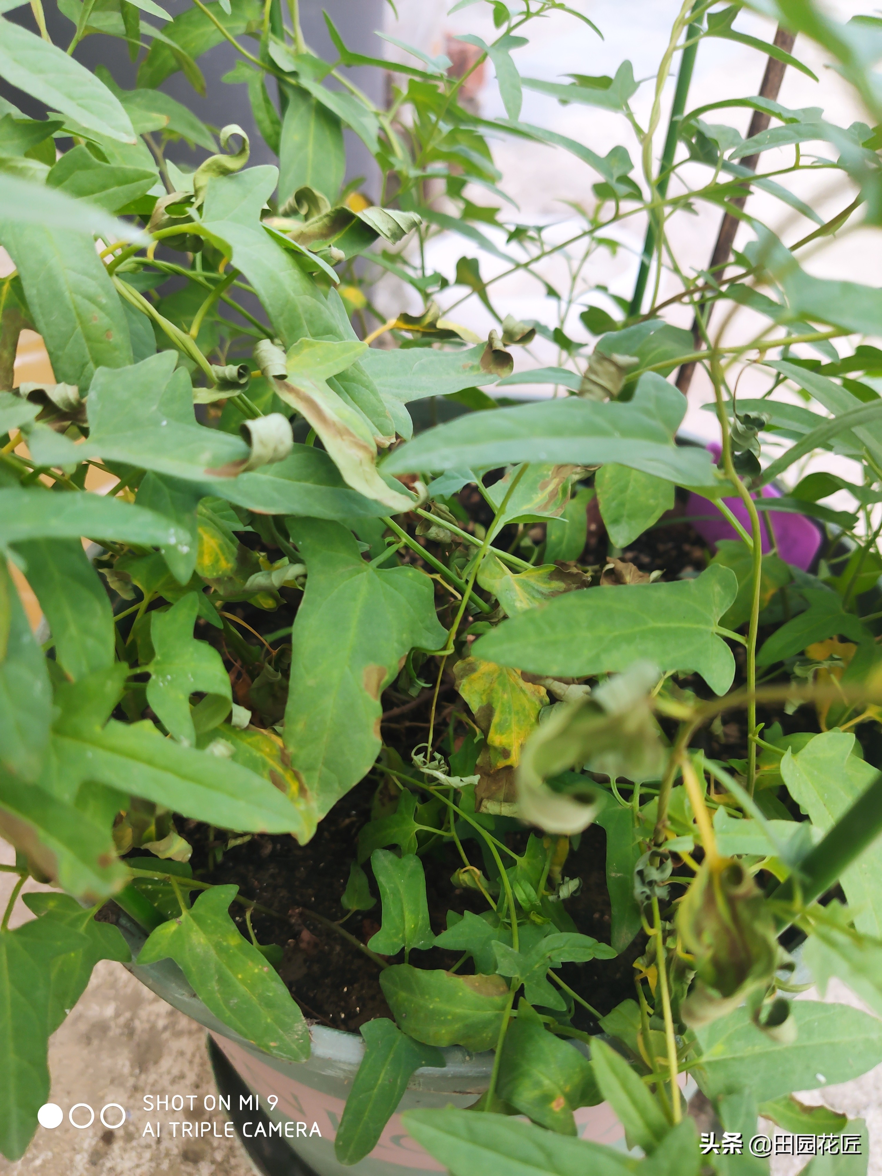 牡丹掐枝黄叶的处理方法,缠枝牡丹叶子发黄怎么处理