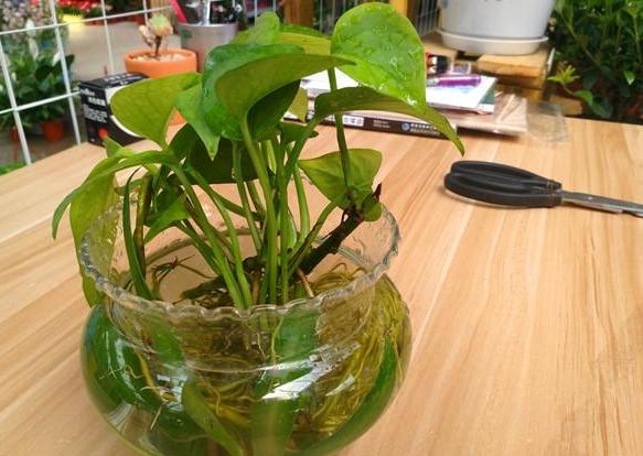 水培绿萝的养殖方法和禁忌,办公室水培绿萝多久换一次水