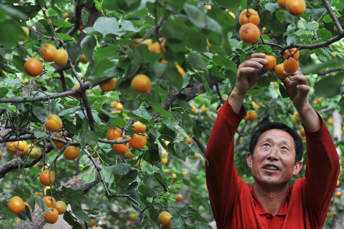 中国原产又盛产的水果,什么水果是中国原产