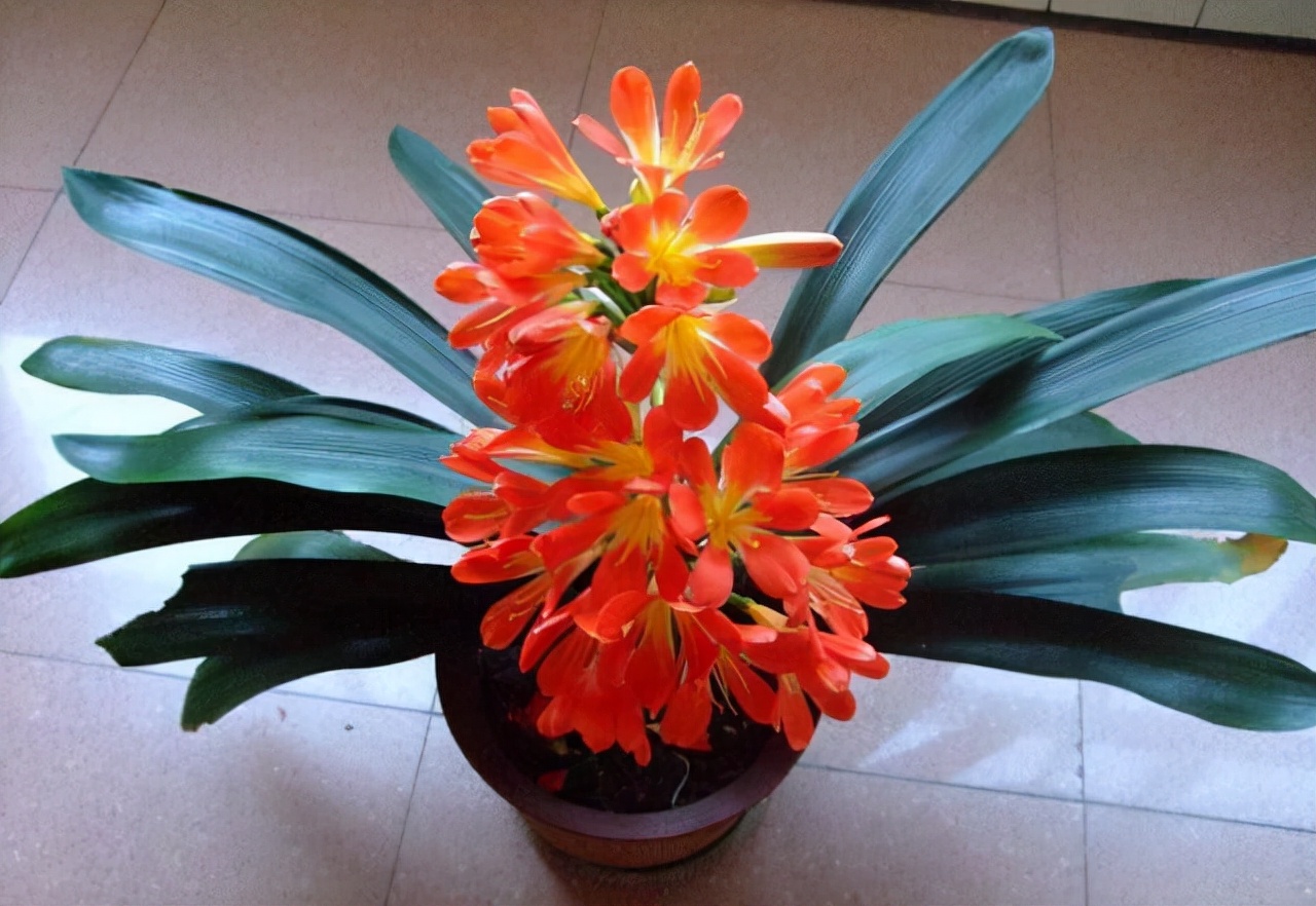 李大姐养君子兰,年年开大花,有吉祥好兆头,原来是她做对5件事