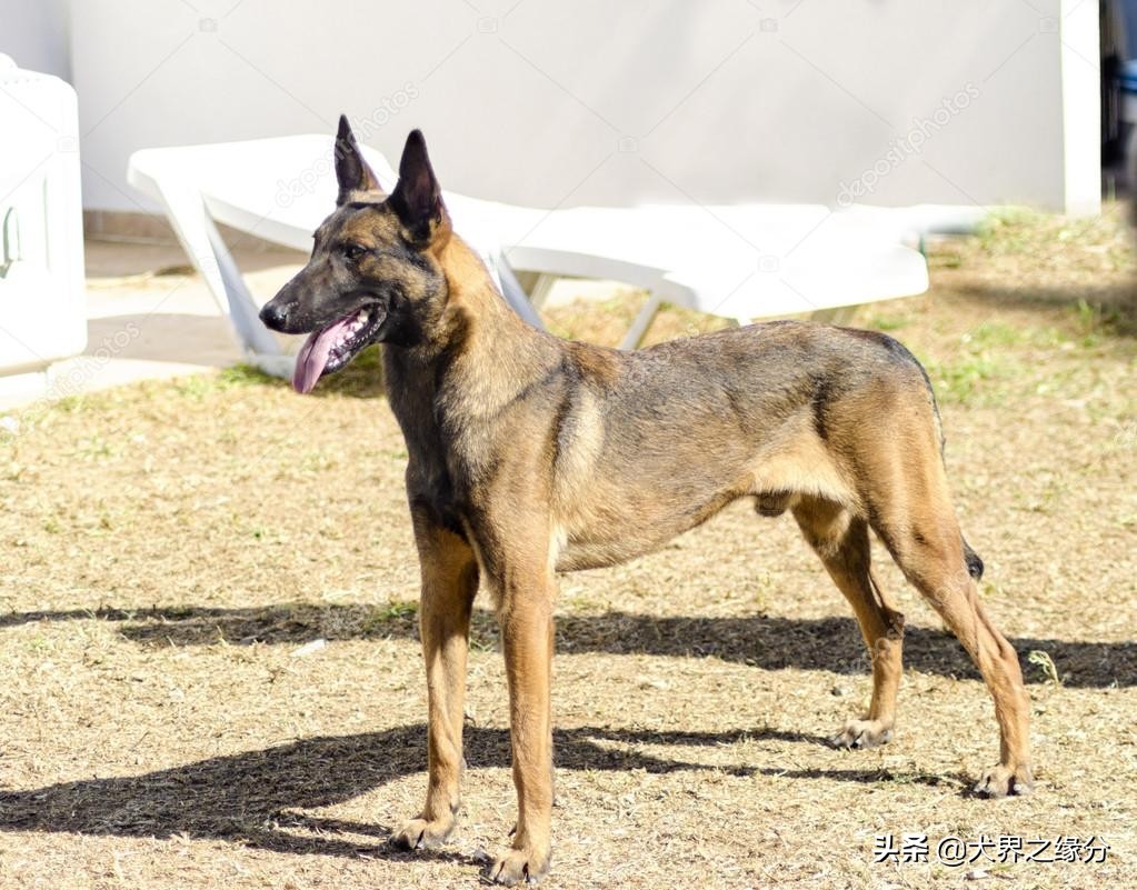 德牧和马犬全能之争,德牧pk马犬谁最厉害