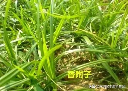 地里的野菜不认识拍照片怎么查,农田常见100种杂草图谱名称及作用