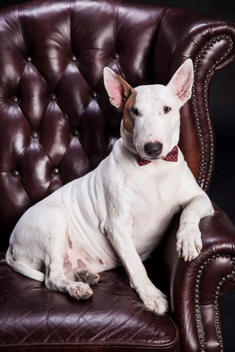 华元宠物冻干零食,华元宠物冻干肉