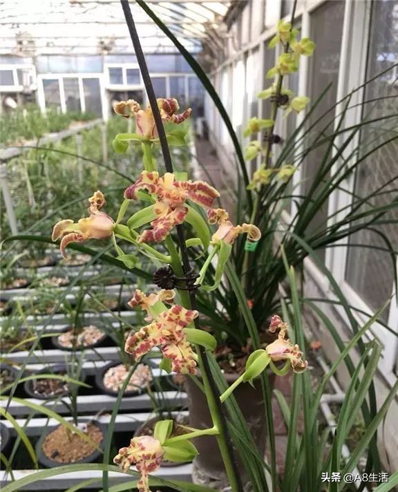 蕙兰兰花品种排名,蕙兰花精品品种