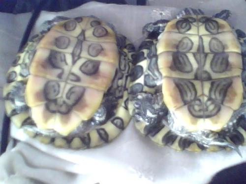 养了十一年的乌龟得了白眼病死了,乌龟得了白眼病可以冬眠吗