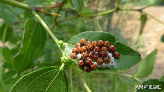 教你识别十大虫害,专治各种害虫图谱大全