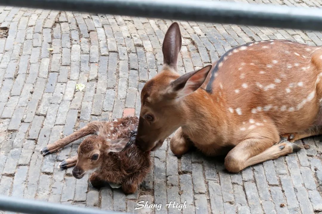 和平公园动物岛还有吗,和平公园可以喂动物吗