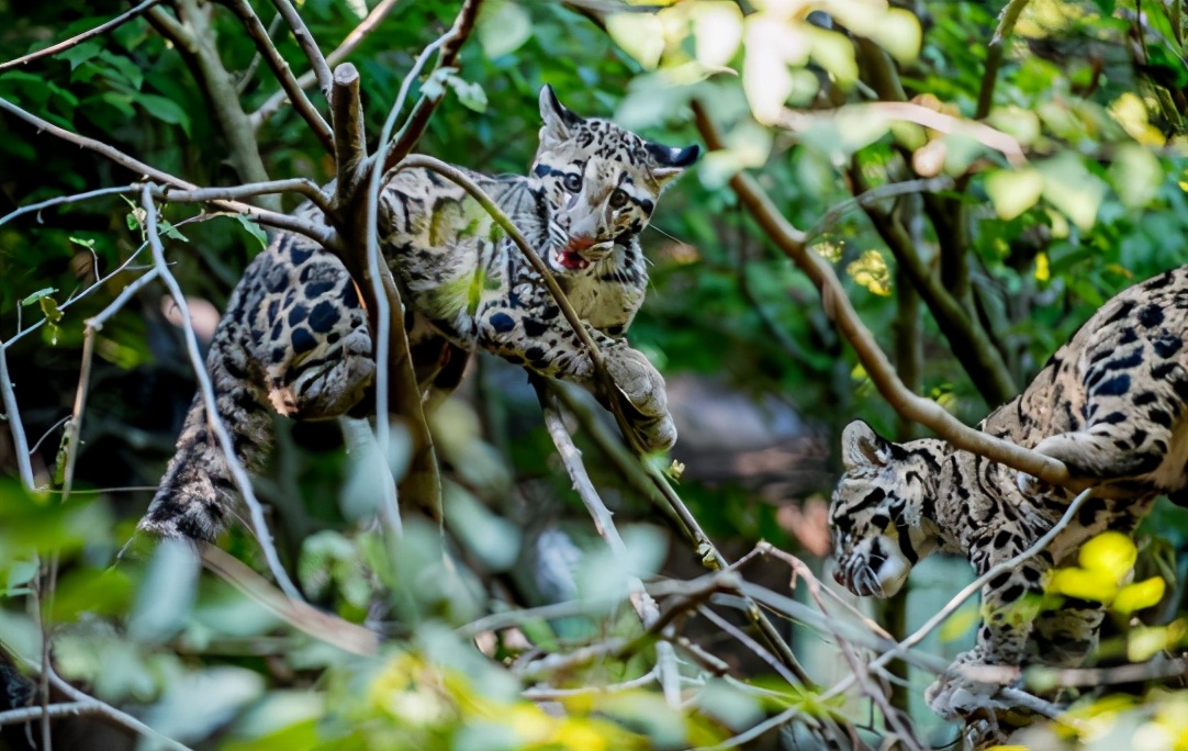 花豹猎豹美洲豹金钱豹鳄鱼,只有花豹才是真正的豹子