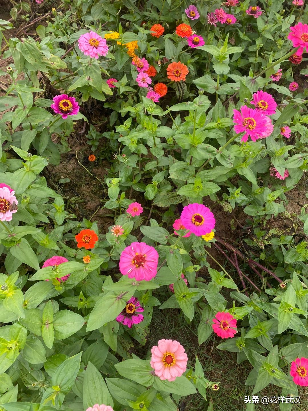 武汉花博汇一天游玩大概多少钱,武汉花博汇值不值得玩