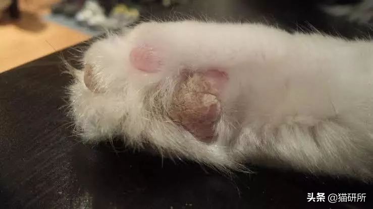 猫咪爪垫干裂可以涂什么,猫咪爪垫开裂用什么护爪霜