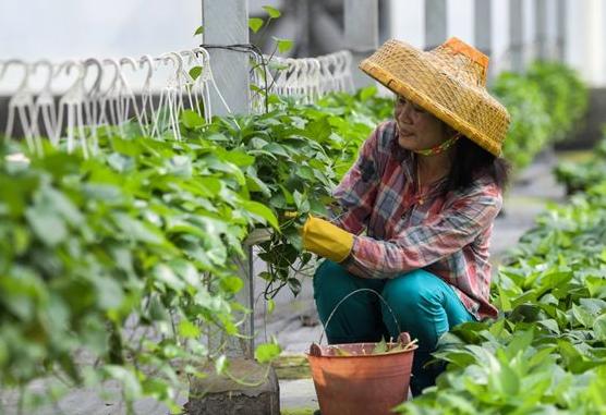 花上有蚜虫用什么办法灭虫,天热了打蚜虫用什么农药
