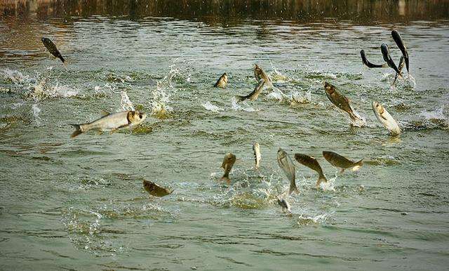 养鱼小知识5步教你如何养好鱼,养鱼技术大全观赏鱼