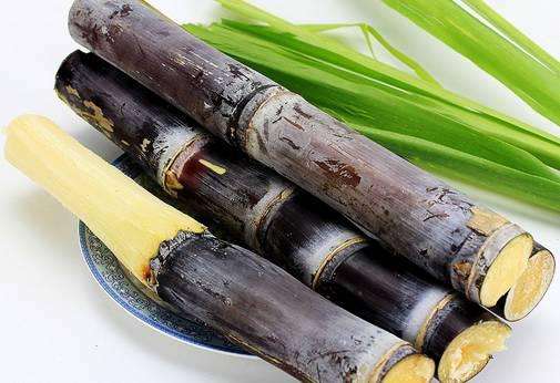 狗狗吃蔬果注意什么,狗狗常吃这9种食物轻松活到18岁