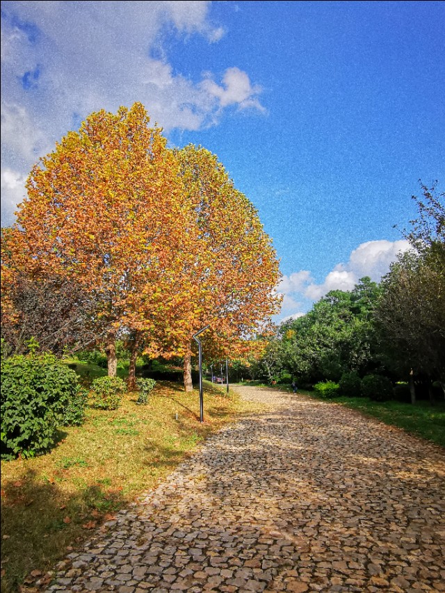 赏景听歌笑红尘,秋叶笑红尘赏析