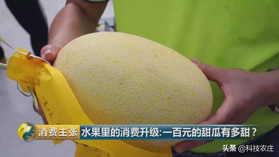 甜瓜最好卖的有哪些品种,菠萝猕猴桃芒果甜瓜什么最贵