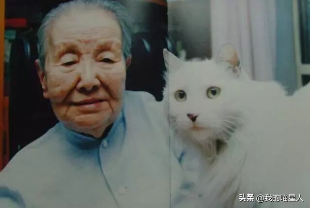 猫的魅力有多大?就连著名作家冰心奶奶也是资深“猫奴”