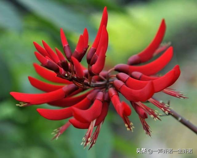 从未见到的怪花,从没见过的奇花