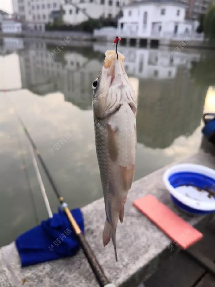 钓鱼一时爽一直爽,钓鱼一时爽一直钓一直爽