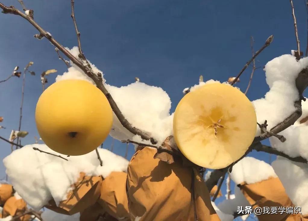 日本天价水果上热搜，苹果100元一个！中国老农却种出奶油富士