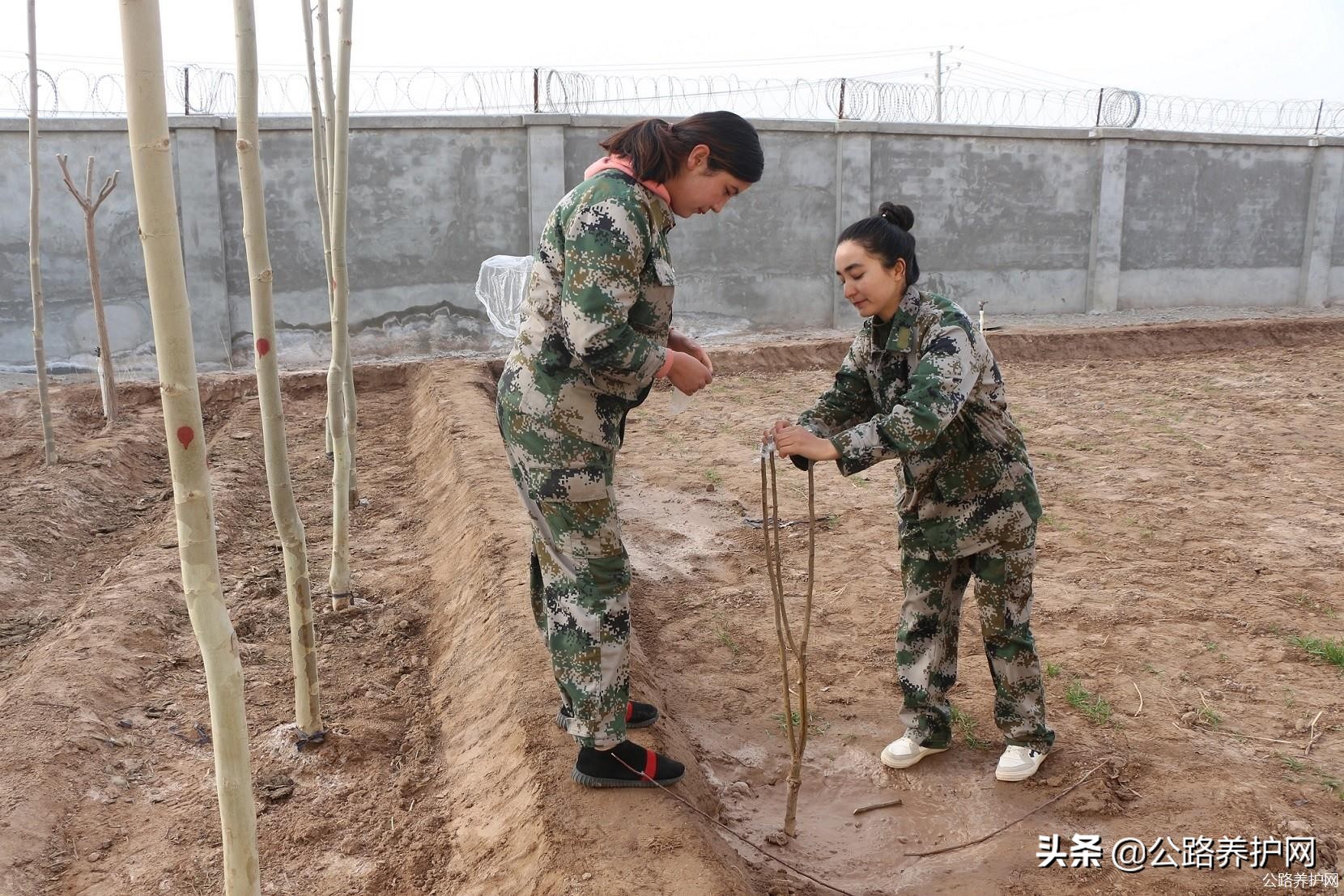 公路养护网:*疆新**喀什伽师收费站开展植树造林