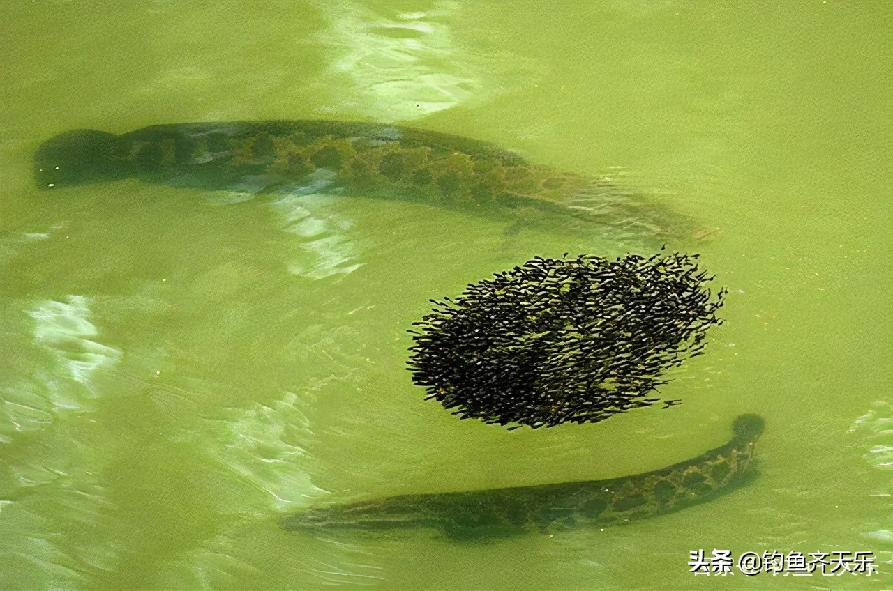 钓到大鱼被鱼咬到隐身部位,男子钓鱼被蛇咬伤
