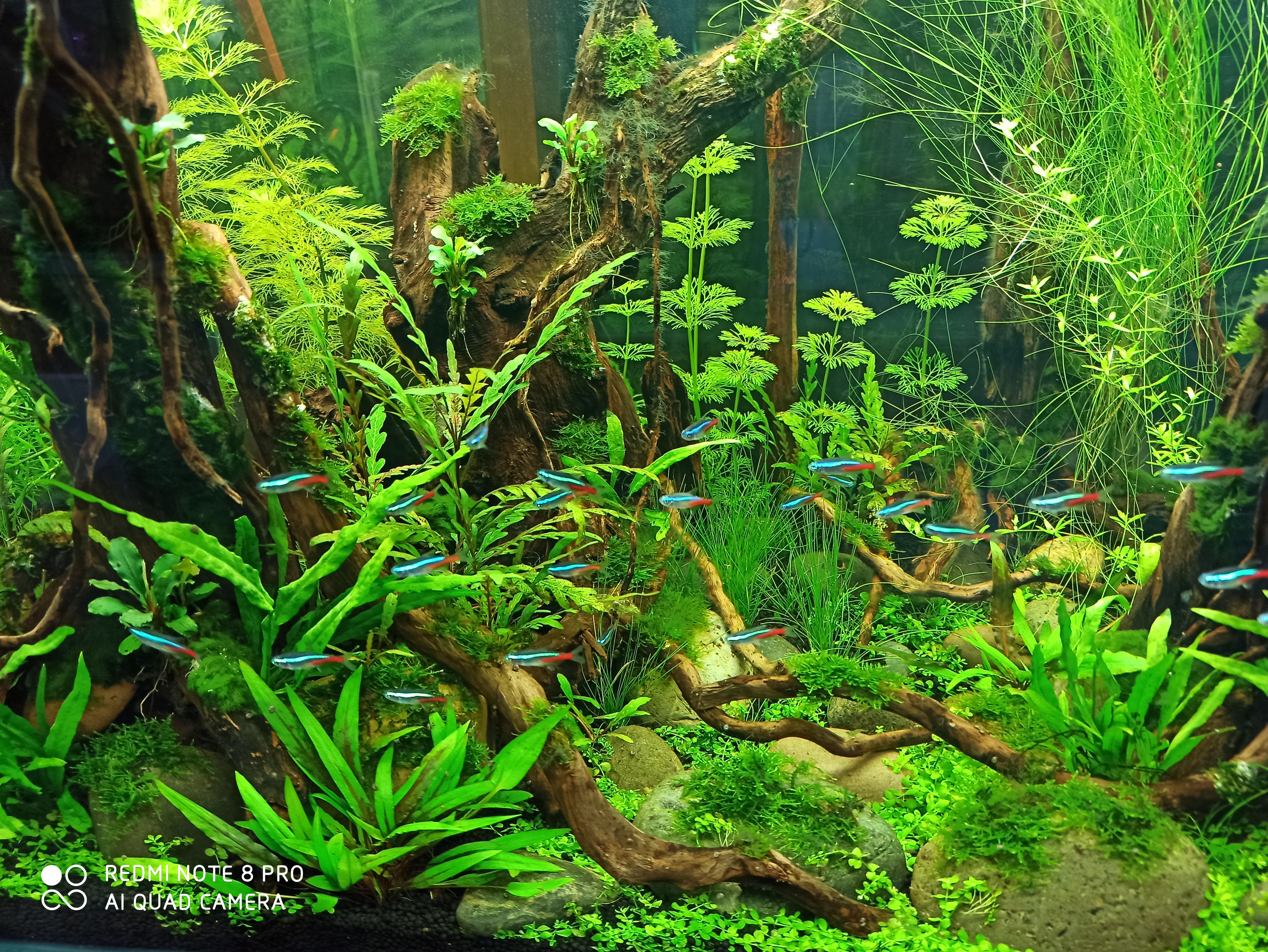 怎么养鱼缸的水质才稳定,水族箱用什么过滤最好