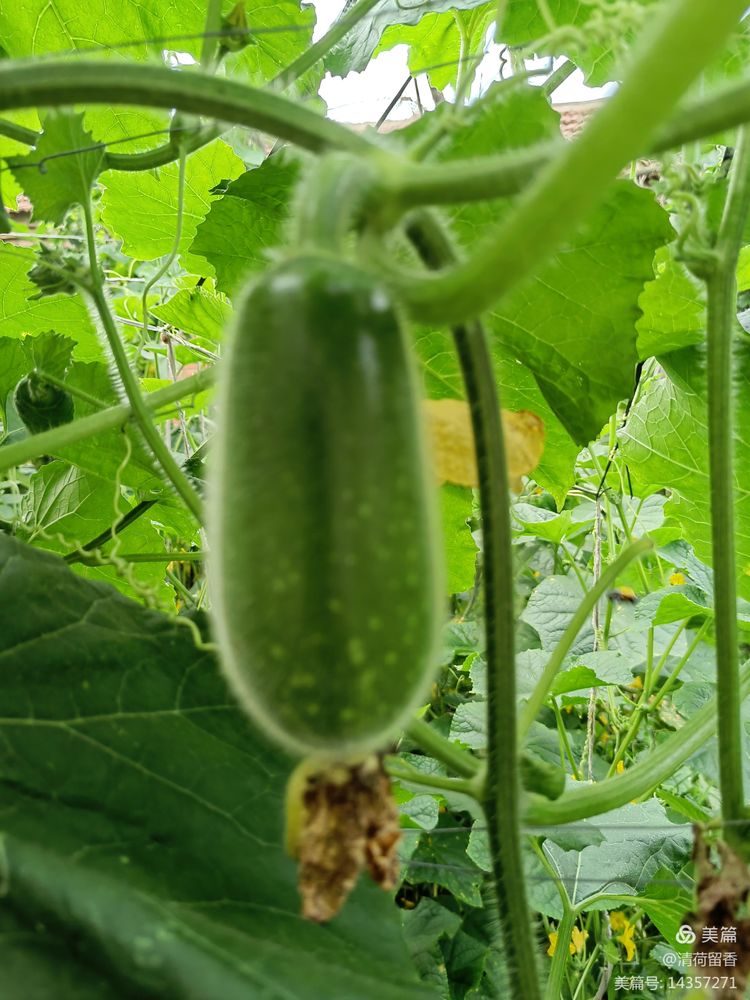 散文：黄黄的瓜花儿