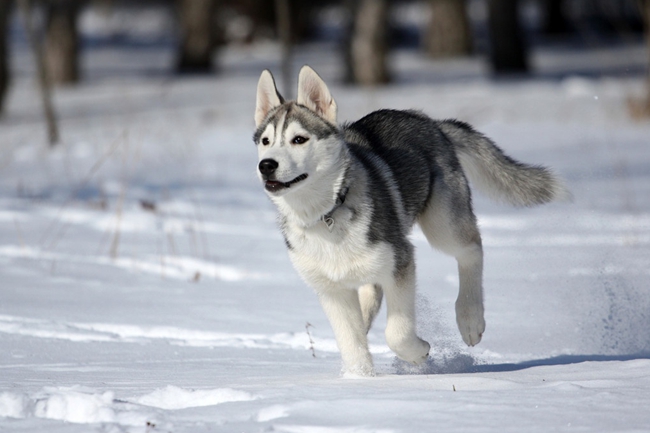 士奇打完疫苗拉稀怎么回事？需要治疗吗？怎么调理