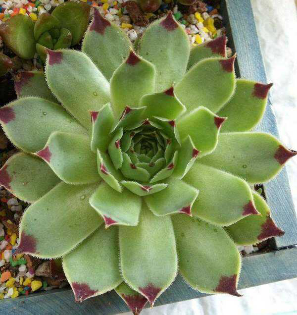 8月份养蟹爪兰要注意什么,8月份养兰花怎样管理呢