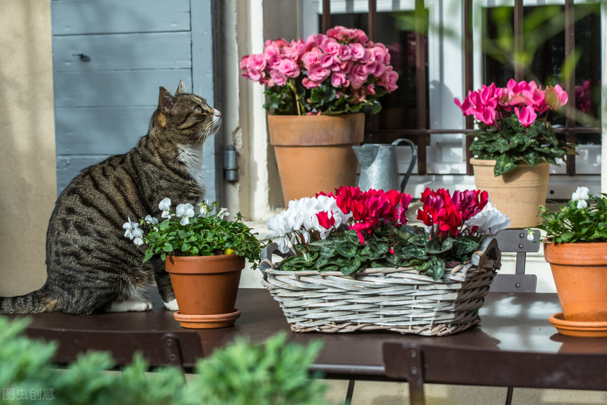 那些令人赞叹的庭院花卉,5种庭院生活方式的花卉