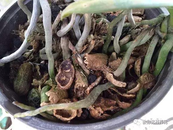 养蝴蝶兰花用营养土可以吗,养蝴蝶兰用苔藓还需要土吗