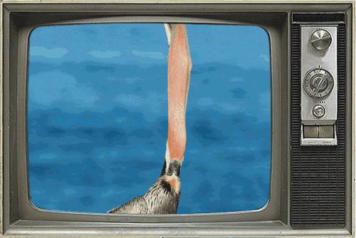 鸟界广东人，没什么是它不敢吃的……