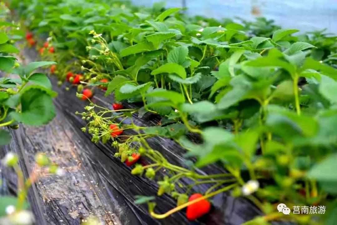 莒南自驾游免费景点大全图片,莒南春季游玩好去处推荐