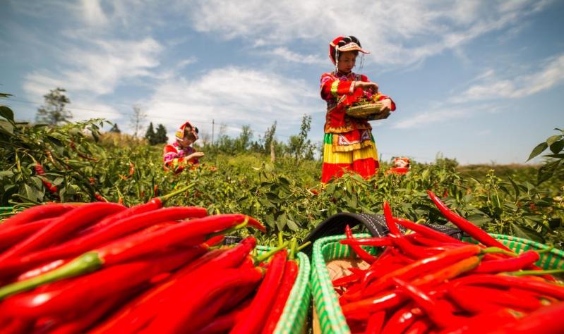 老干妈陶华碧为什么不上市,老干妈陶华碧哪一年出生