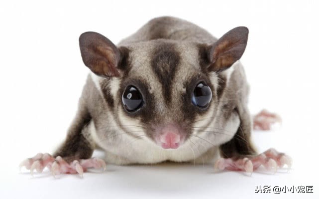 如何饲养蜜袋鼯,新手如何养蜜袋鼯视频教程