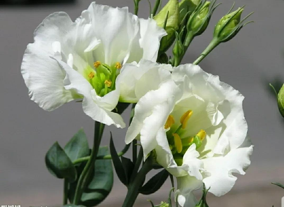 铃儿响叮当双音和弦五线谱,铃儿响叮当三级长笛