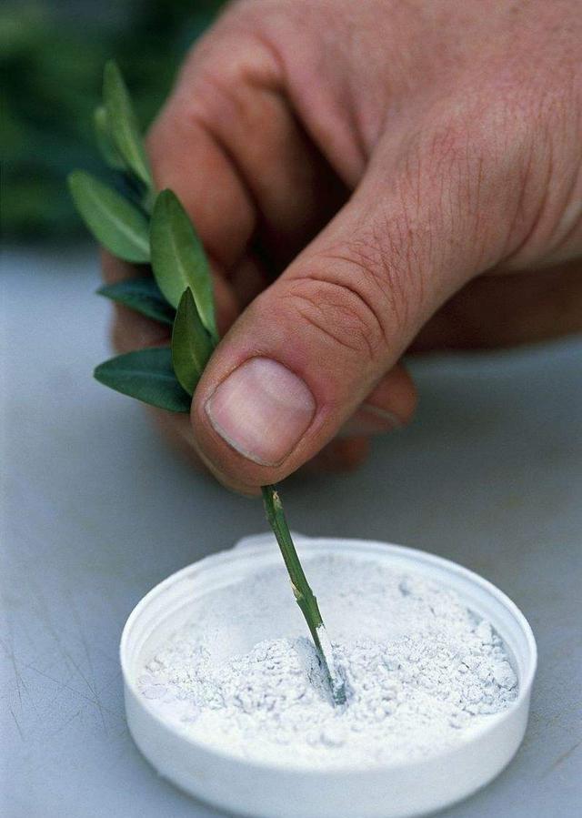 没有生根剂月季怎么扦插生根快,扦插玫瑰花没用生根剂可以生根吗