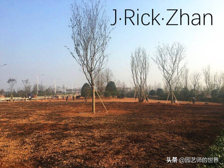 高尔夫果岭草坪家庭院子种植,麦冬草坪种植方法和注意事项