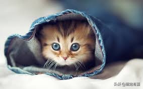 猫咪除尿臭最有效的方法,猫咪霉菌净