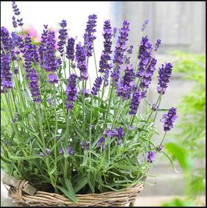 衣草的种植方法和注意事项图片,紫色薰衣草怎么养护好看