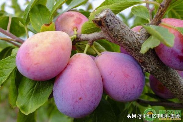 西梅产地在我国什么地方可以种,西梅可以种植的地区有哪些