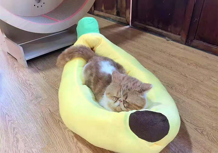 猫咪有没有被完全驯化,猫咪为什么能被驯化