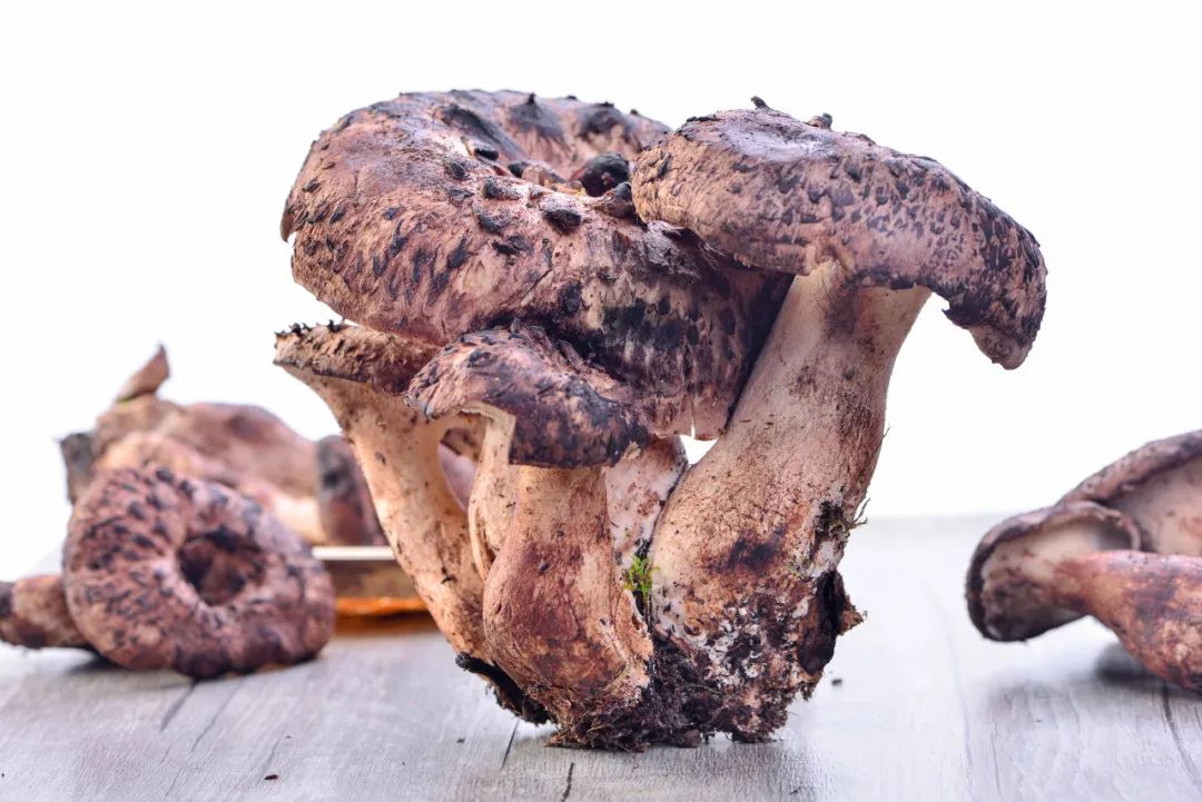 最新十大野生菌,野生菌陆续上市质优价稳