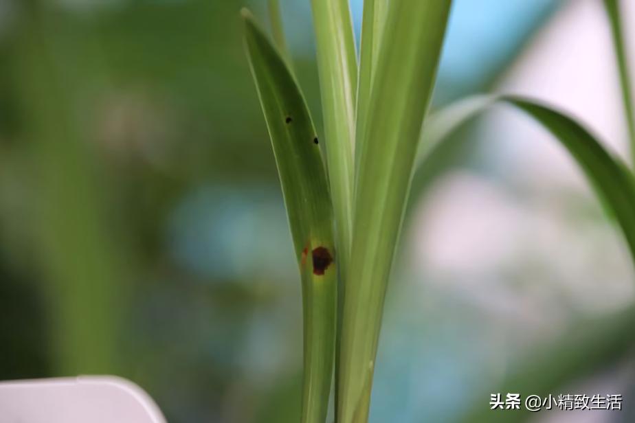 兰花用多菌灵注意什么,兰花生病可以用多菌灵