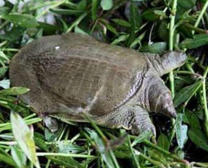 甲鱼养殖的注意点是什么呢,养殖甲鱼夏季需要注意事项