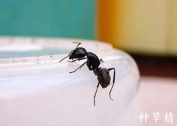 农村家里蚂蚁怎么消灭最彻底,家中蚂蚁有什么土方法消灭