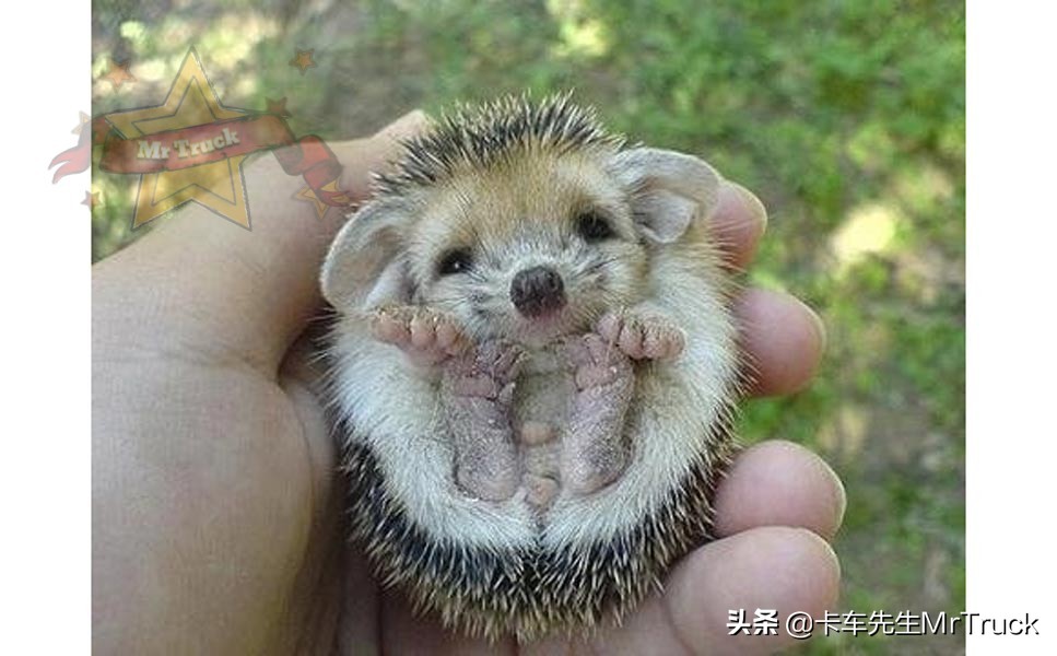 怎么养好宠物刺猬,如何一直养宠物刺猬