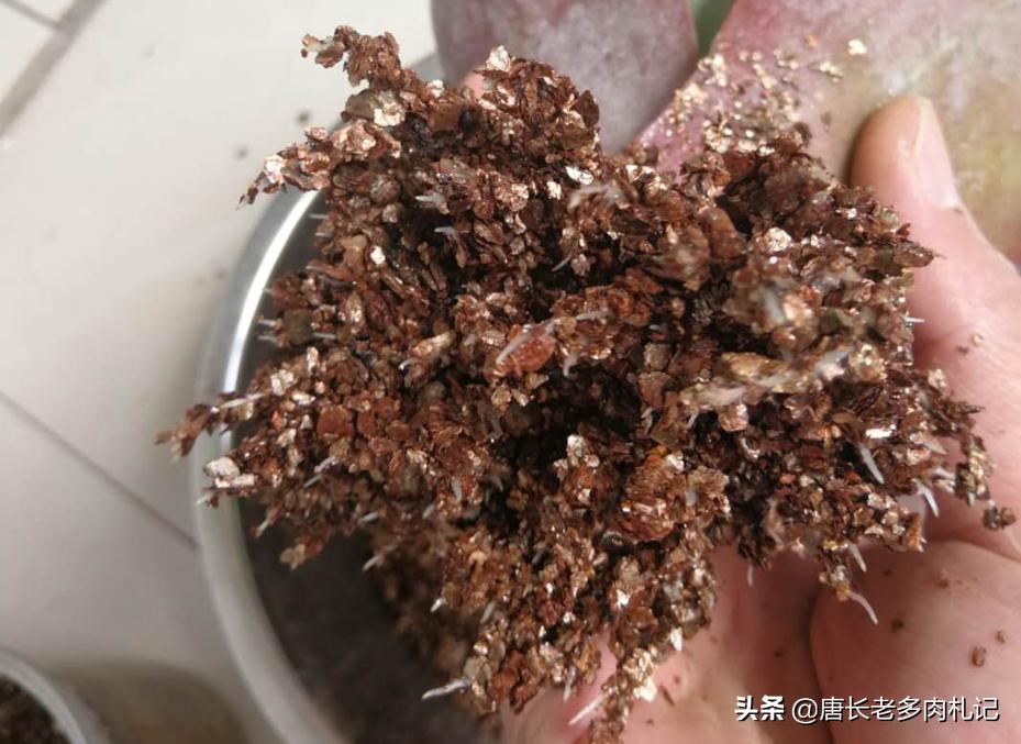 多肉既不发根也不死怎么办,多肉太久没浇水枯萎怎么挽救