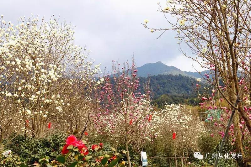 五一从化一日游,从化五一三天两晚游玩攻略