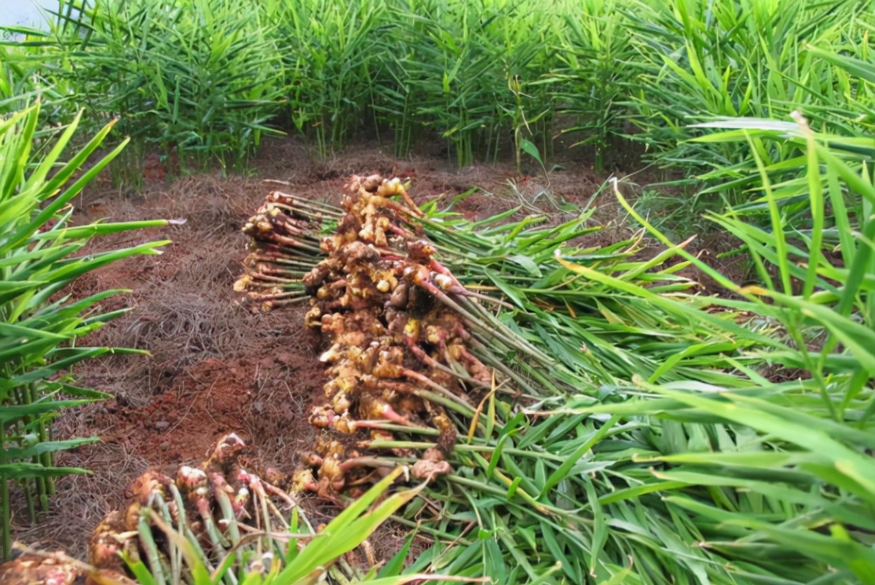 洋姜的亩产量多少斤,洋姜真实亩产量